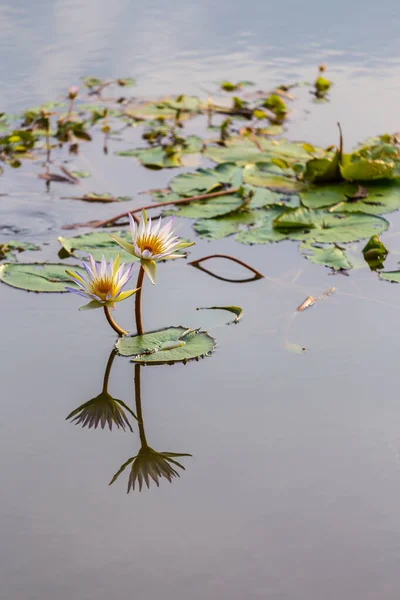 反射背景のある2つの蓮の花 — ストック写真