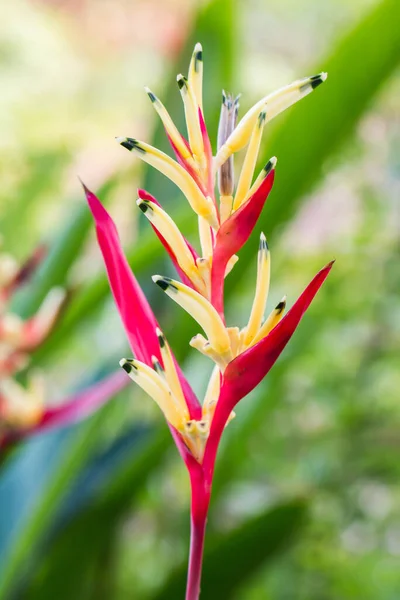 Heliconia Bloem Paradijsvogel Bloem Met Groen Blad — Stockfoto