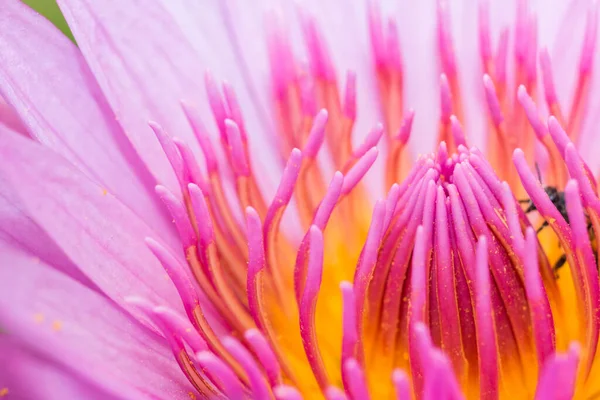 Żółty Pyłek Różowego Kwiatu Lotosu Łonie Natury — Zdjęcie stockowe