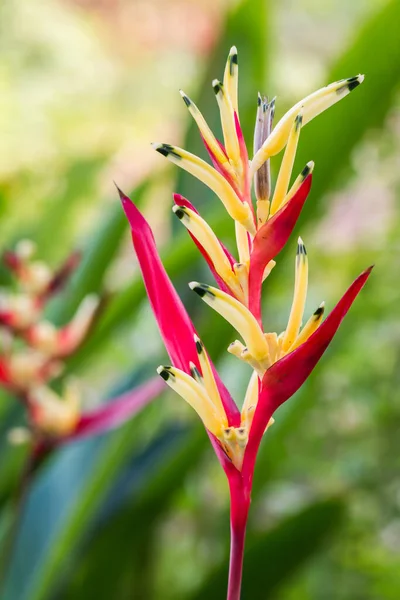 Kwiat Helikoniaku Kwiat Rajskiego Ptactwa Zielonym Liściem — Zdjęcie stockowe