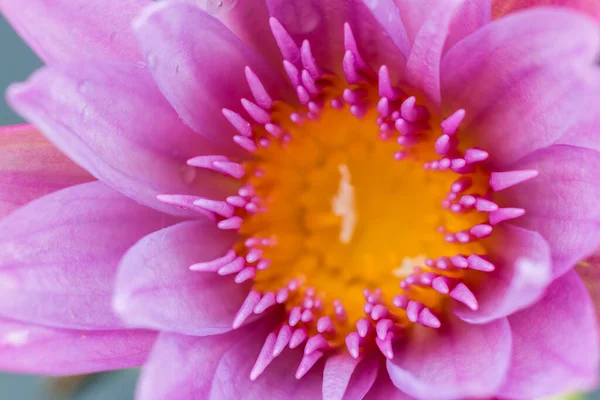 Жовтий Пилок Рожевої Квітки Лотоса Природі — стокове фото
