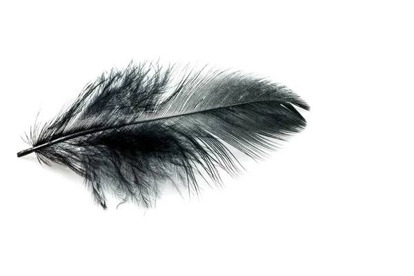 Black Feather Isolated White Blackground — Stock Photo, Image