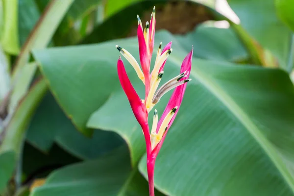 Heliconia Fleur Oiseau Paradis Fleur Avec Feuille Verte — Photo