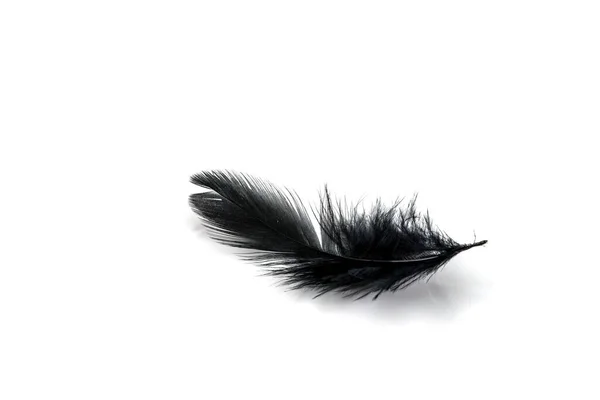 在白色的黑色地面上隔绝的黑色羽毛 — 图库照片