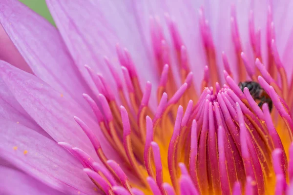 Polline Giallo Fiore Loto Rosa Sulla Natura — Foto Stock