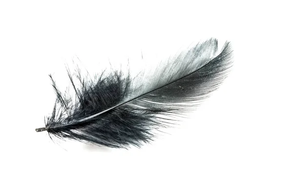 在白色的黑色地面上隔绝的黑色羽毛 — 图库照片