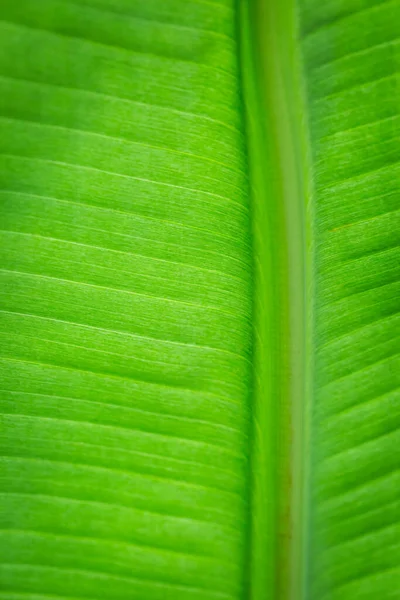 Textura Podsvícení Svěží Zelené Listové Pozadí — Stock fotografie