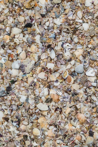 Seashells Collection Sand Background — Stock Photo, Image