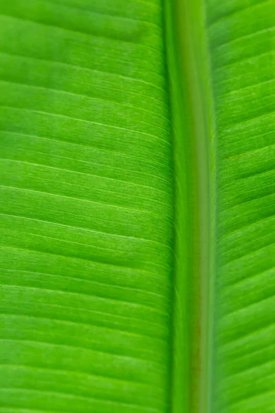Υφή Του Backlight Φρέσκο Πράσινο Φύλλο Φόντο — Φωτογραφία Αρχείου