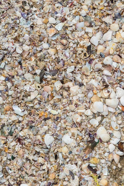 Seashells Collection Sand Background — Stock Photo, Image