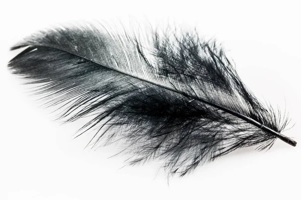 Pluma Negra Aislada Sobre Fondo Negro Blanco — Foto de Stock