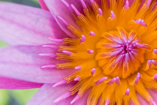 Gul Pollen Rosa Lotusblomma Naturen — Stockfoto