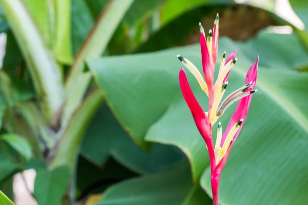 Heliconia Flor Pájaro Del Paraíso Flor Con Hoja Verde — Foto de Stock