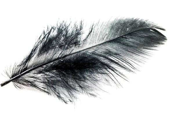 Black Feather Isolated White Blackground — Stock Photo, Image