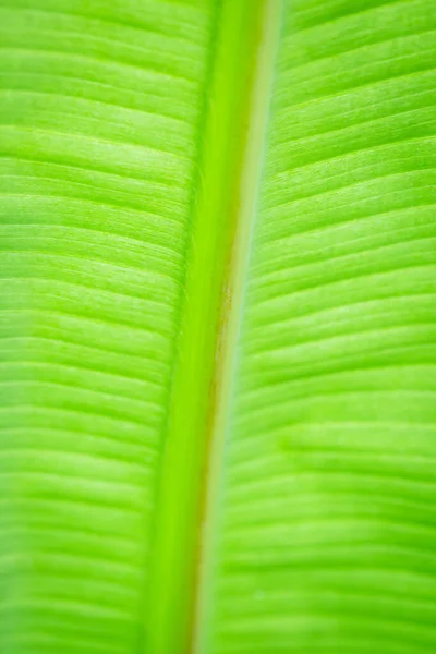 Textura Podsvícení Svěží Zelené Listové Pozadí — Stock fotografie
