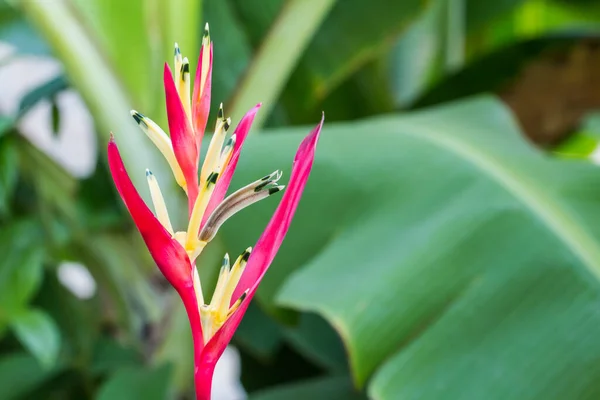 Heliconia Flor Pájaro Del Paraíso Flor Con Hoja Verde — Foto de Stock