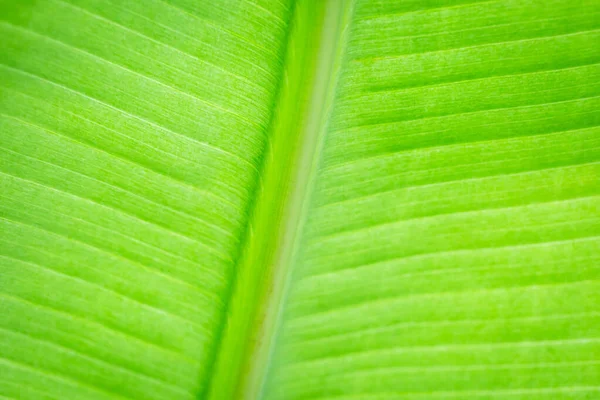 背光鲜绿叶背的结构 — 图库照片