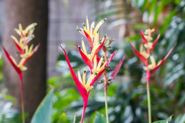 Helikonya Çiçeği Cennet Kuşu Yeşil Yapraklı Çiçek — Stok fotoğraf