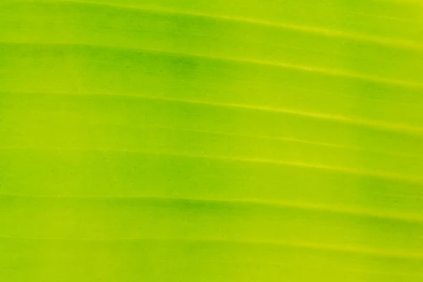 Közeli Friss Banán Levél Textúra Zöld Színű Háttér — Stock Fotó