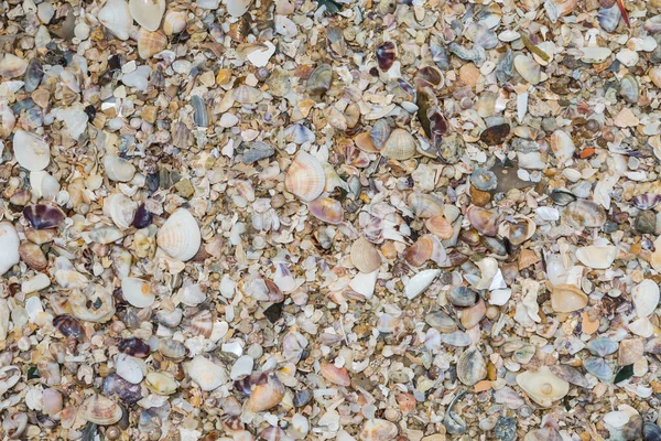 Seashells Collection Sand Background — Stock Photo, Image