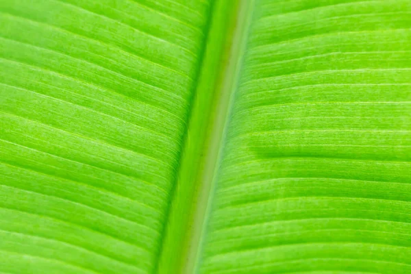 Textura Podsvícení Svěží Zelené Listové Pozadí — Stock fotografie