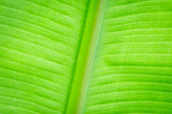 Текстура Подсветки Свежий Зеленый Лист Фона — стоковое фото