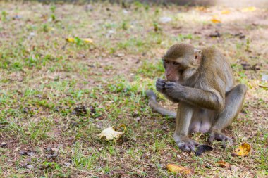 Yavru maymun çimenlerde oturur ve tek başına muz yer.