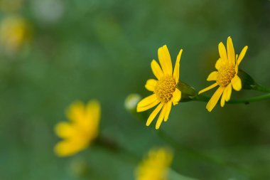 yeşil arkaplanda sarı papatya çiçeği