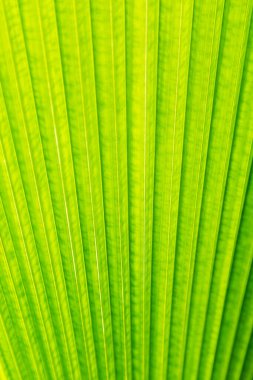 Palmiye ağacı dokusunun yeşil yaprağı
