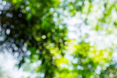 Ağaç arkaplanından doğa yeşil bokeh