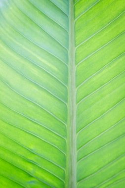 Arkaplan için soyut yeşil yaprak dokusu