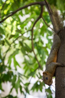 Sincap bokeh arkaplanı olan bir ağaca tutunuyor.