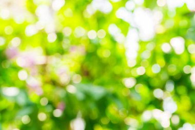 Ağaç doğasından yeşil bokeh