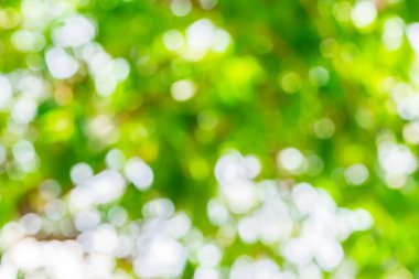 Ağaç doğasından yeşil bokeh