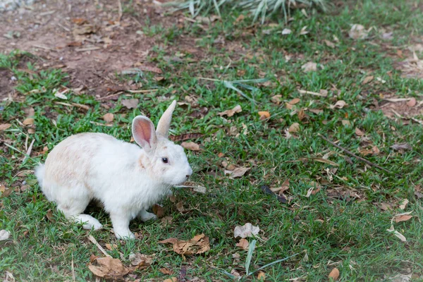 自然の中で野生のウサギ — ストック写真