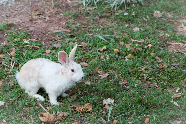 Lapin Sauvage Dans Fond Nature — Photo