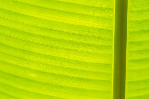 香蕉叶质地特写 绿色和新鲜背景 — 图库照片