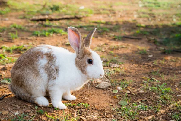 Weißes Und Braunes Kaninchen Sitzt Und Findet Die Nahrung — Stockfoto
