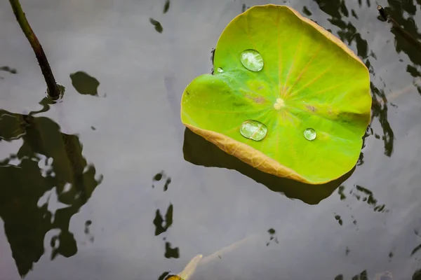 Zielony Liść Lotosu Kroplą Wody Jako Tłem — Zdjęcie stockowe