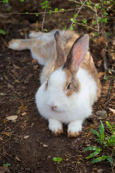 Gros Plan Lapin Sauvage Dans Fond Nature — Photo