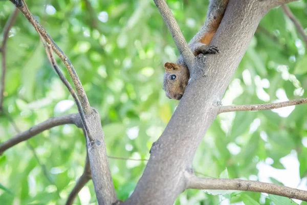 Esquilo Segurando Uma Árvore Com Fundo Bokeh — Fotografia de Stock