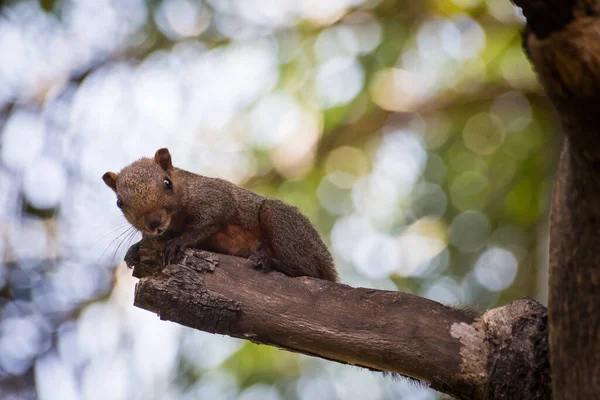 Esquilo Cinza Segurando Uma Árvore Com Fundo Bokeh — Fotografia de Stock