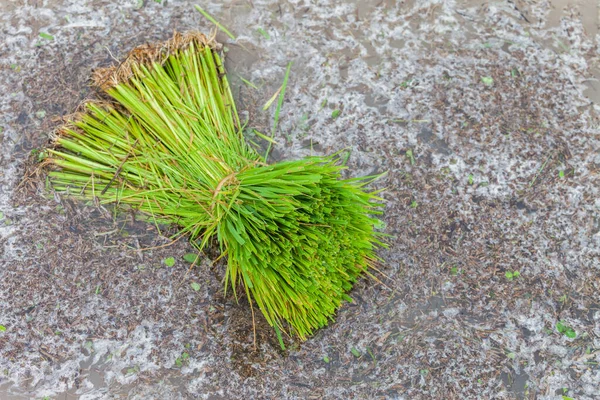 Young Rice Seedling Preparation Plant Orderly Rows Thailand — Stock Photo, Image