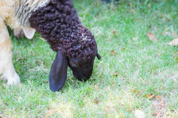 Fechar Rosto Cordeiro Comendo Grama Fundo — Fotografia de Stock