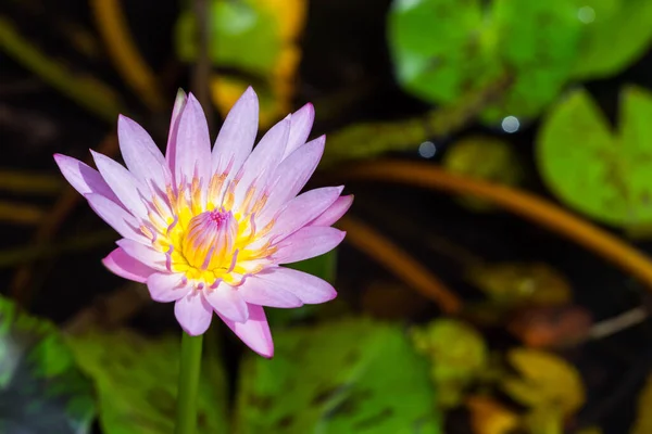 Flor Flor Loto Fondo Del Estanque —  Fotos de Stock