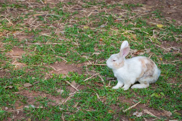 Lapin Sauvage Sur Fond Nature Herbe — Photo