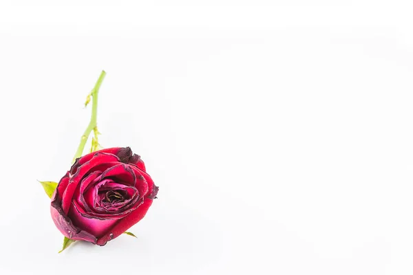 Dried Rose Flower Isolated White Background Royalty Free Stock Photos