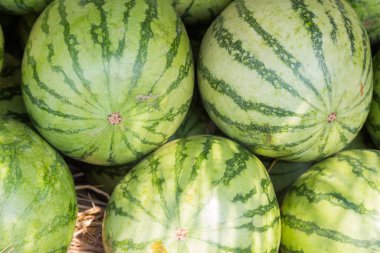 Taze yeşil karpuz arka planı