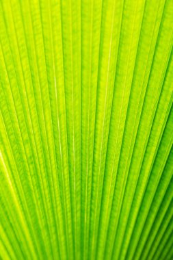 Palmiye ağacı dokusunun yeşil yaprağı