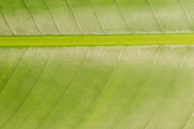 Arkaplan için soyut yeşil yaprak dokusu